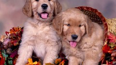 Animals Dogs golden retriever