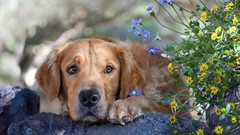 Animals Dogs golden retriever