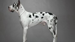 Animals Dogs great dane