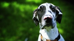 Animals Dogs great dane