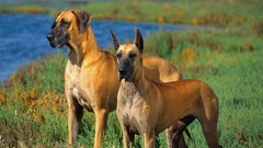 Animals Dogs great dane