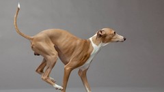 Animals Dogs greyhound sighthound whippet