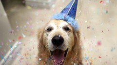 Animals Dogs happy birthday party