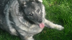 Animals Dogs happy Norwegian elkhound