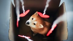 Animals Dogs Hearts boxes Shiba Inu
