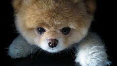 Animals Dogs hiding pets pomeranian boo