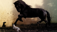 Animals Dogs Horses