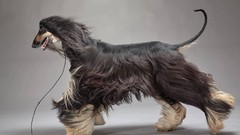 Animals Dogs hound sighthound afghan hound