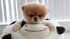 Animals Dogs hugging pets pomeranian boo