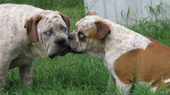 Animals Dogs hunde animal