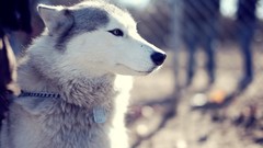 Animals Dogs Huskies