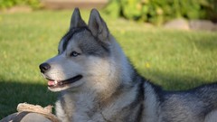 Animals Dogs Huskies