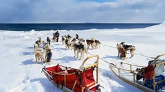 Animals Dogs husky Malamute dog sled sled dogs