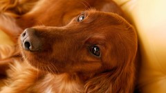 Animals Dogs irish setter