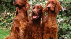 Animals Dogs irish setter