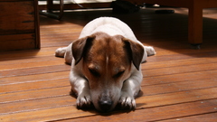 Animals Dogs Jack Russell