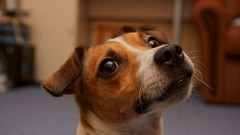 Animals Dogs Jack Russell