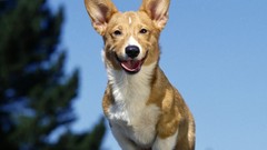 Animals Dogs Jack Russell Terrier