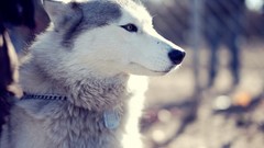 Animals Dogs Laika Wolves