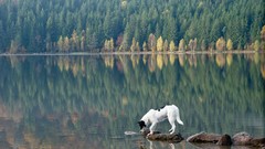 Animals Dogs lakes gods