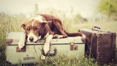 Animals Dogs luggages