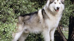 Animals Dogs Malamute