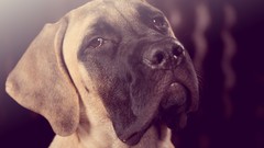 Animals Dogs mastiff