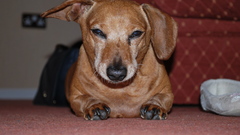 Animals Dogs miniature dachshund