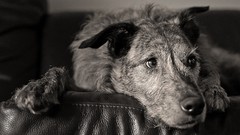 Animals Dogs monochrome leather chair