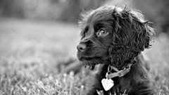 Animals Dogs monochrome spaniel