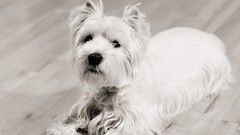Animals Dogs monochrome terrier grayscale westie west highland 