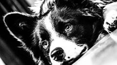 Animals Dogs monochrome tilted view