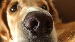 Animals Dogs Noses