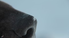 Animals Dogs Noses