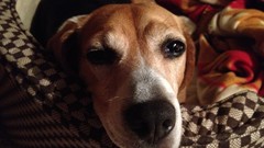 Animals Dogs Noses pets