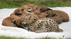 Animals Dogs outdoors Puppies