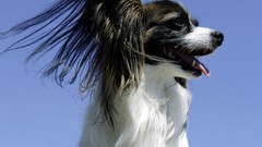 Animals Dogs Papillon