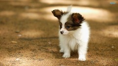 Animals Dogs Papillon