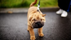 Animals Dogs pets Chinese Sharpei