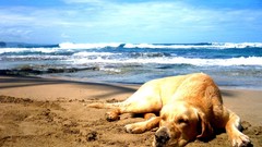 Animals Dogs pets labrador