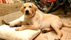 Animals Dogs pets labrador retriever