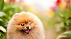 Animals Dogs pets pomeranian