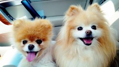 Animals Dogs pets pomeranian boo