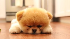 Animals Dogs pets pomeranian boo