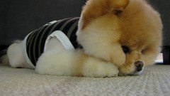 Animals Dogs pets pomeranian boo