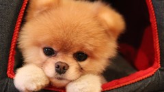 Animals Dogs pets pomeranian boo
