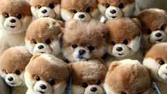 Animals Dogs pets pomeranian boo