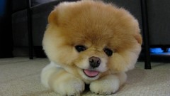Animals Dogs pets pomeranian boo