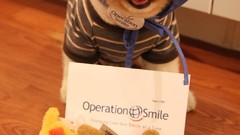 Animals Dogs pets pomeranian boo