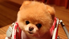 Animals Dogs pets pomeranian boo